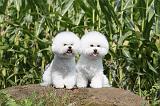 BICHON FRISE 111